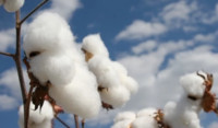 Defoliation cuts the time the crop is left standing prior to harvest so reducing the risk of exposure to bad weather, pests or diseases.jpg